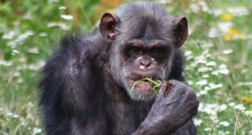Bananowa czterdziestka: przyjdź do ZOO!