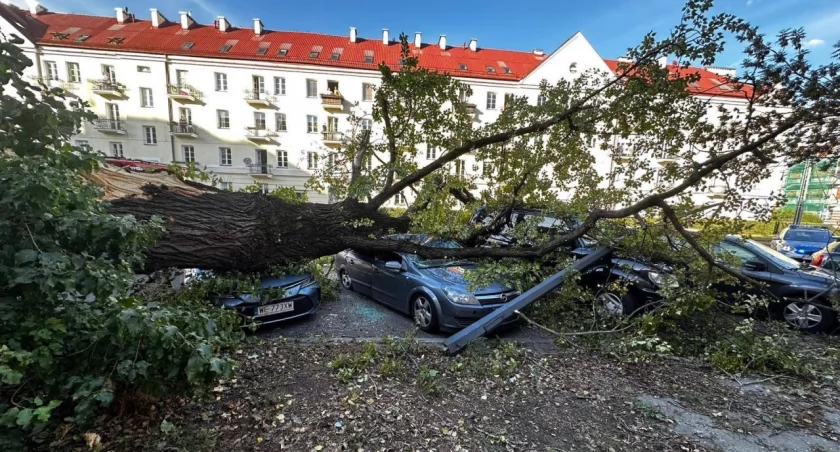 Topola przewróciła się na Żoliborzu – pasażerowie uwięzieni w aucie