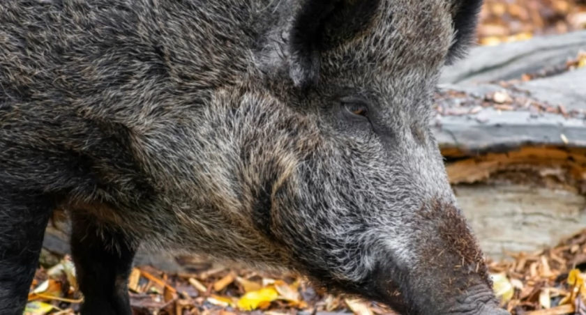 Nocny patrol dzików: spacer może skończyć się tragedią