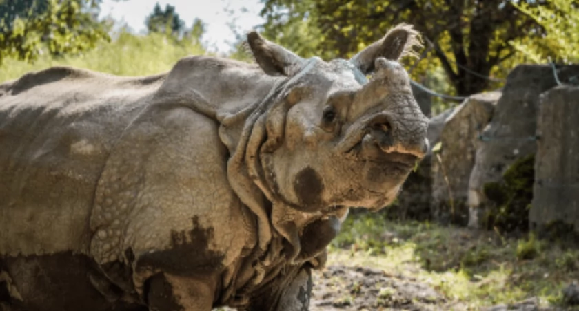 Warszawskie ZOO zaprasza na ostatnie w tym roku „nosorożcowe SPA”