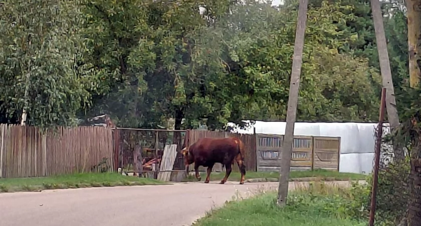 700-kilogramowy byk spacerował ulicą. Policja i strażacy w akcji