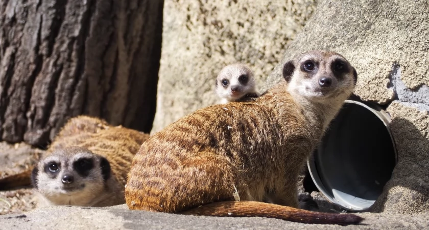 Słodkie szkraby w Warszawskim ZOO!
