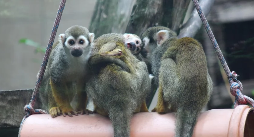 Trzy urocze małpki przyszły na świat w warszawskim zoo i skradły serca opiekunów