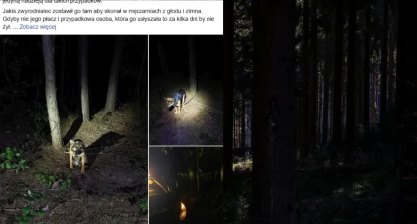 Bestialski dramat w środku lasu. Tak potraktowano najlepszego przyjaciela