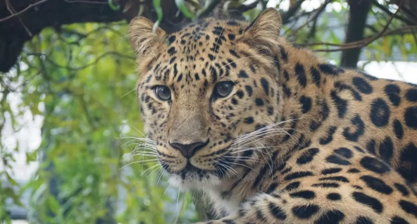 Nowa piękność w Warszawskim ZOO