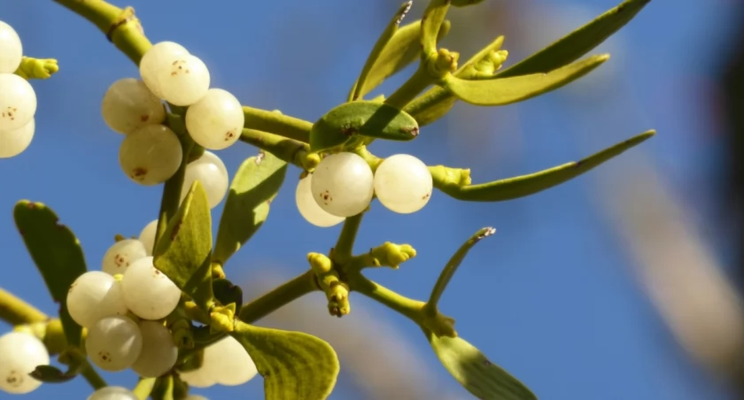 „Nie róbcie tego!” – apel po zniszczeniu rzadkiej rośliny w Ogrodzie Botanicznym