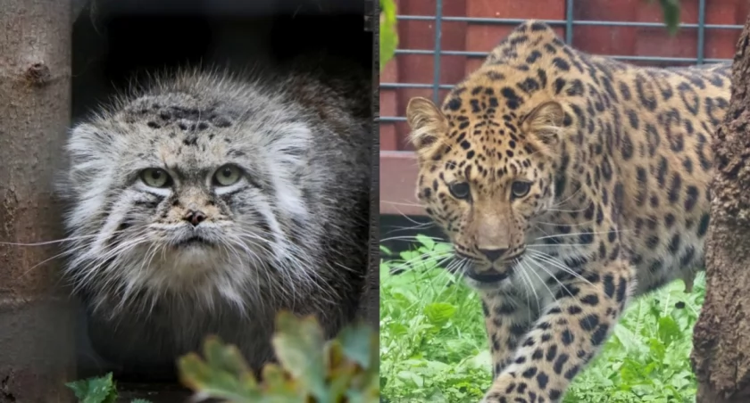Starcie dzikich piękności: manul Jessie czy lamparcica Auckley?