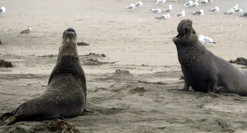 Zabójczy wirus pustoszy ocean. Odbudowa może potrwać pokolenia