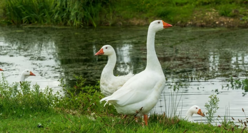 Wysłała żywą gęś pocztą. Zwierzę nie przeżyło…