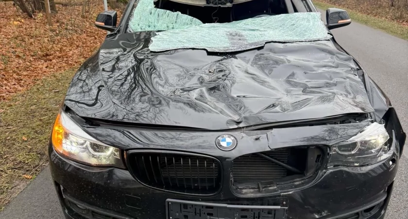 Zderzenie z potęgą natury. Łoś na drodze, strach i walka o życie