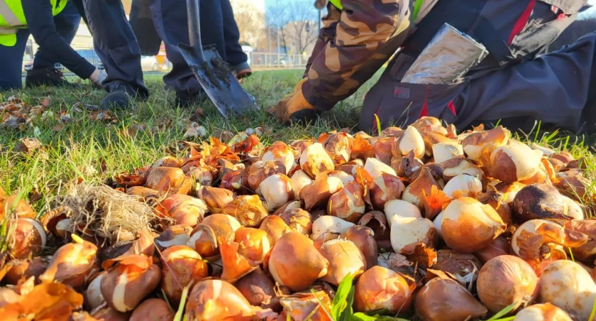 30 tysięcy tulipanów! Warszawa szykuje wiosnę marzeń