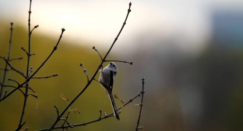 Nieświadomie zabijasz ptaki zimą. Sprawdź, zanim będzie za późno!