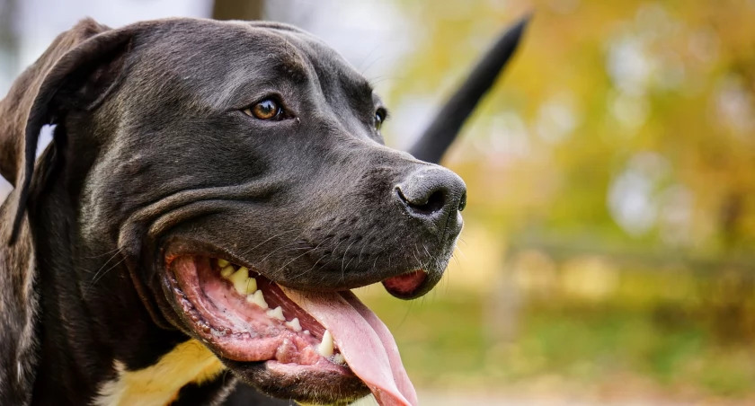 Pijany kierowca i pitbull na jezdni. Szokująca interwencja na mławskim osiedlu