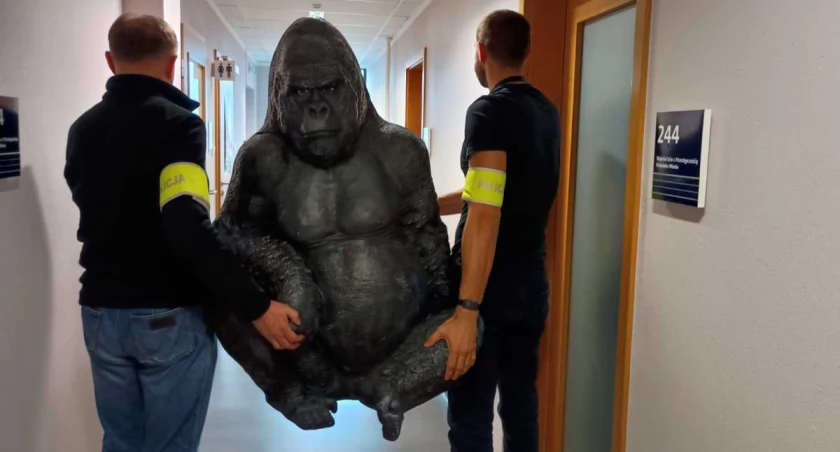 Porwany goryl przejechał 50 km w bagażniku! Policja odzyskała go jak w filmie