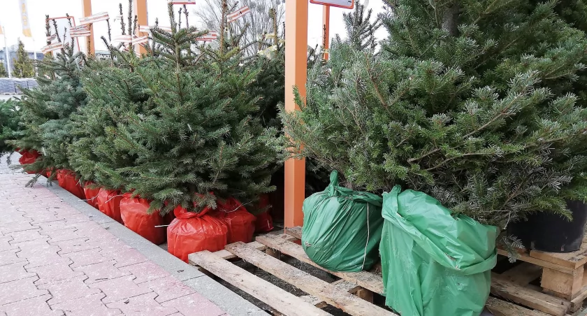 Darmowe choinki znikają w kilka minut! Warszawa szturmuje punkty odbioru. „To istne szaleństwo!”