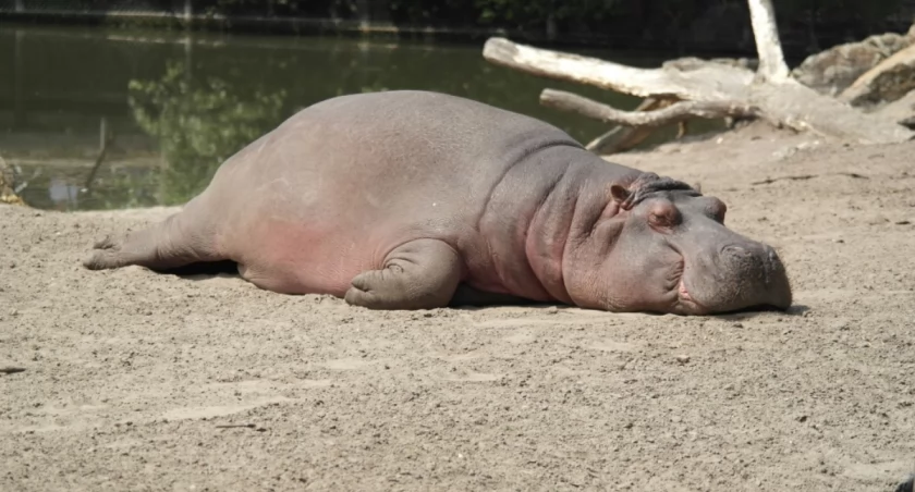 Odeszła królowa warszawskiego zoo