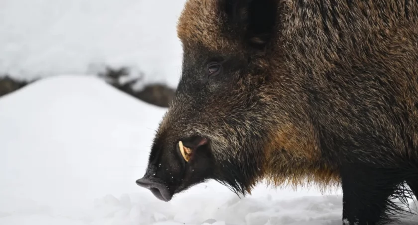 To już plaga. Dziki opanowują Warszawę i atakują