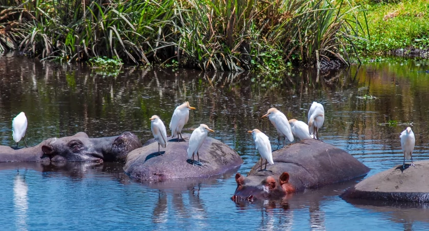 Warszawskie ZOO w wyjątkowej misji