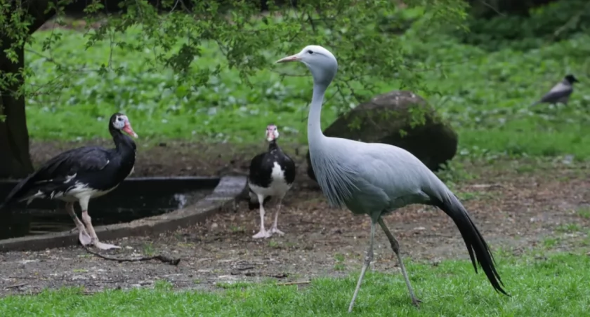 Wirus u bram warszawskiego zoo