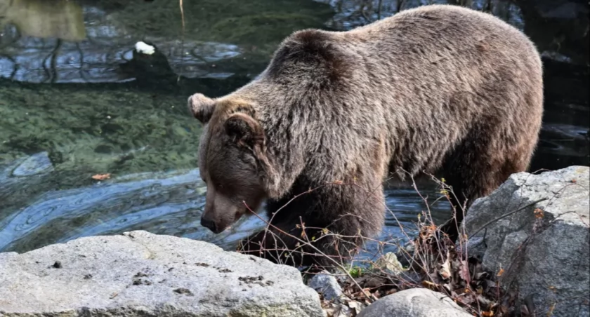 Zamiast odstraszać – karmią. Niezwykły sposób na niedźwiedzie w górach