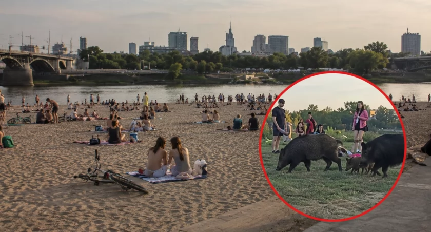 Groza na Poniatówce. Dziki weszły prosto między ludzi i grille