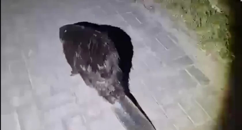 Dzielnicowi spotkali bobra na drodze. Odprowadzili go w bezpieczne miejsce