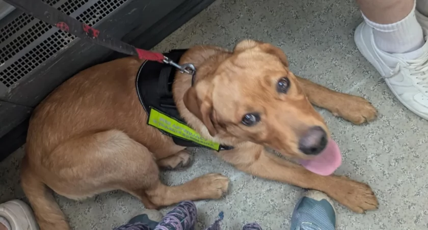 „Albo kaganiec, albo wysiadasz”. To spotkało trenerkę psa przewodnika w warszawskim autobusie