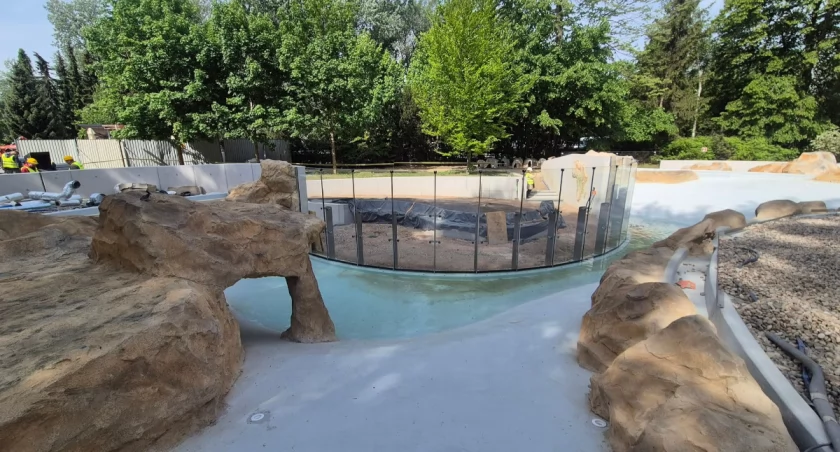 Wielki moment w Warszawskim ZOO. Pingwiny są o krok od przeprowadzki