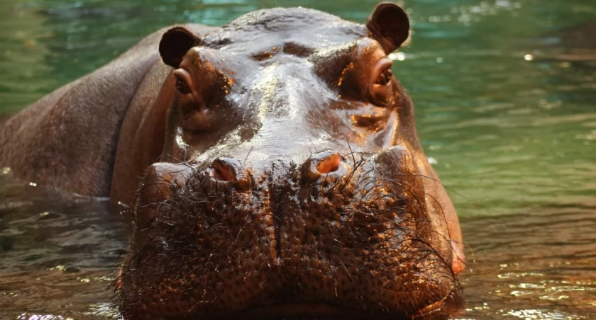 Hipopotam Hugo kończy 19 lat. Warszawskie ZOO zaprasza na wyjątkowe urodziny