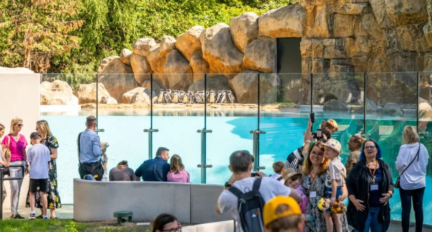 Warszawskie ZOO zaczyna nową erę. Wszystko przez te pingwiny