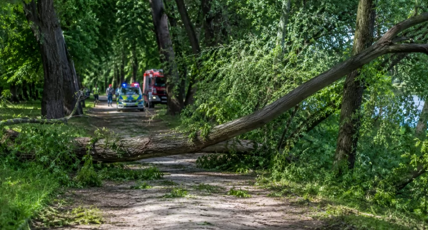 Warszawa: potężne drzewo runęło na człowieka. Tragiczny finał