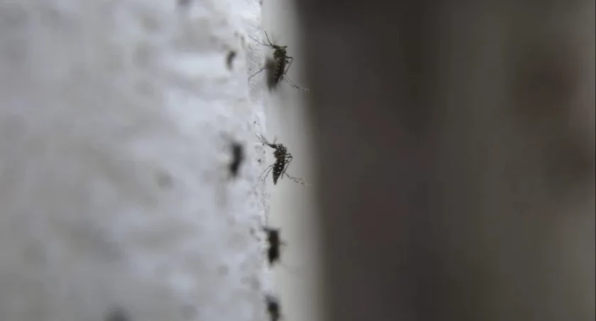 To nie komary są największym zagrożeniem. Ten mały owad potrafi zabić krowę