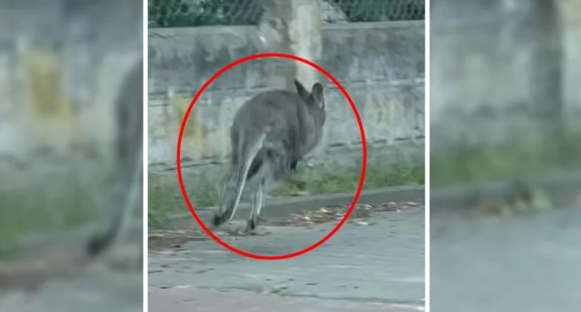 Zaskakujący gość na ulicach stolicy. Świadkowie ruszyli do akcji