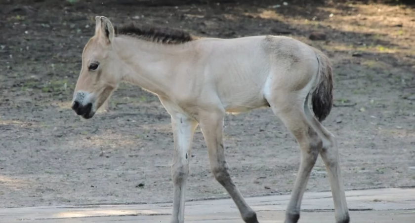 Mały cud w warszawskim zoo. Ten gatunek był o krok od wyginięcia