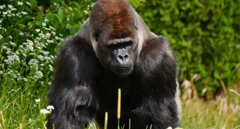 Chwila nieuwagi mogła wiele kosztować. Warszawskie zoo reaguje po incydencie z gorylem Azizim