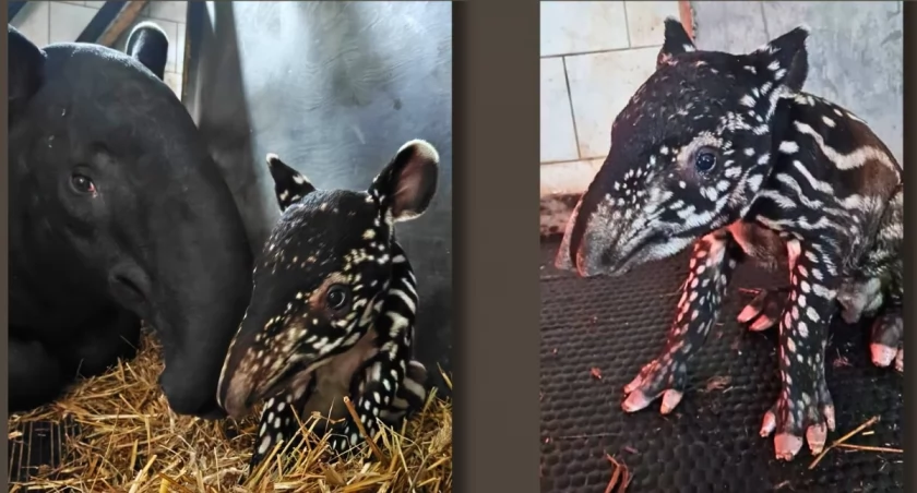 Pierwszy taki maluch w Polsce. W płockim zoo urodził się tapir malajski!