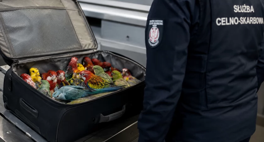 20 papug upchniętych w walizce. Jednego ptaka nie udało się uratować