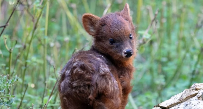 Ma zaledwie kilka tygodni, a podbiła serca tysięcy osób. Warszawskie zoo wybrało dla niej imię