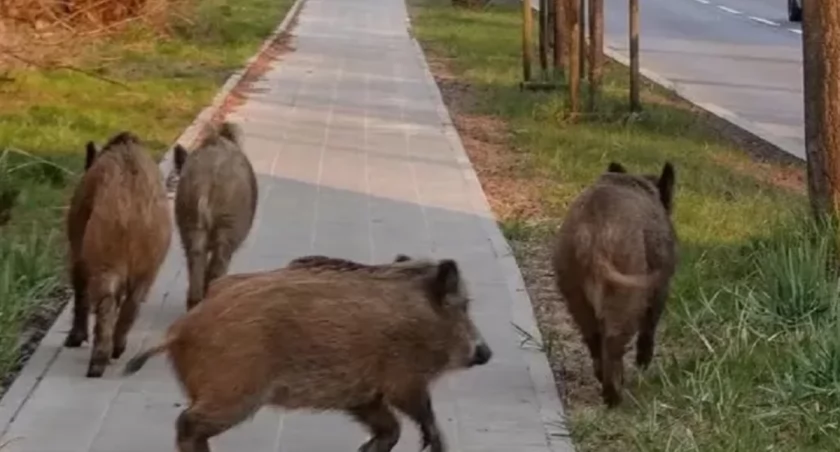 400 dzików do odstrzału. W powiecie otwockim narasta spór