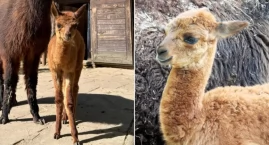 Warszawskie zoo ma nową gwiazdę. Internauci ruszyli wybierać jej imię