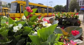 Beton zniknął pod morzem kwiatów. Stolica zachwyca n&hellip;