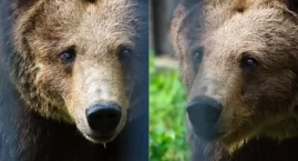 Warszawskie ZOO w żałobie. Odeszła Sabina, ukochana &hellip;