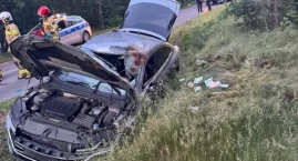 Łoś staranował auto. Kierowca trafił do szpitala