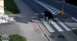 Krowa na ulicach Żuromina