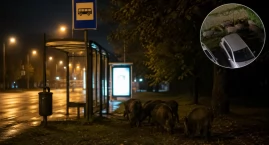 Wieczorem strach wyjść z domu. Dziki znów terroryzują mieszkańców