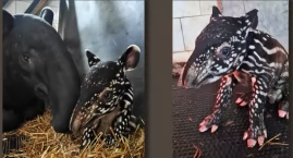 Pierwszy taki maluch w Polsce. W płockim zoo urodził&hellip;