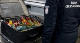 20 papug upchniętych w walizce. Jednego ptaka nie ud&hellip;