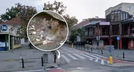 Plaga szczurów w centrum Warszawy. Mieszkańcy boją s&hellip;