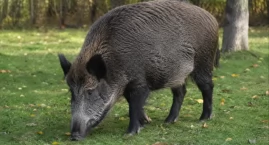 Dramat na własnej posesji. Dzik rzucił się na mieszk&hellip;