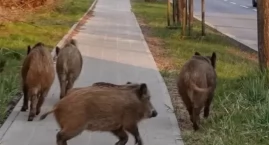 400 dzików do odstrzału. W powiecie otwockim narasta spór